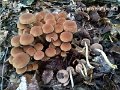 Psathyrella multipedata-amf1587